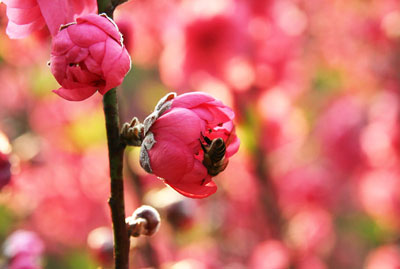 巢湖桃花岛天气 巢湖桃花岛天气