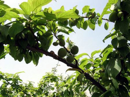 池州龙泉农业生态旅游区天气 池州龙泉农业生态旅游区天气
