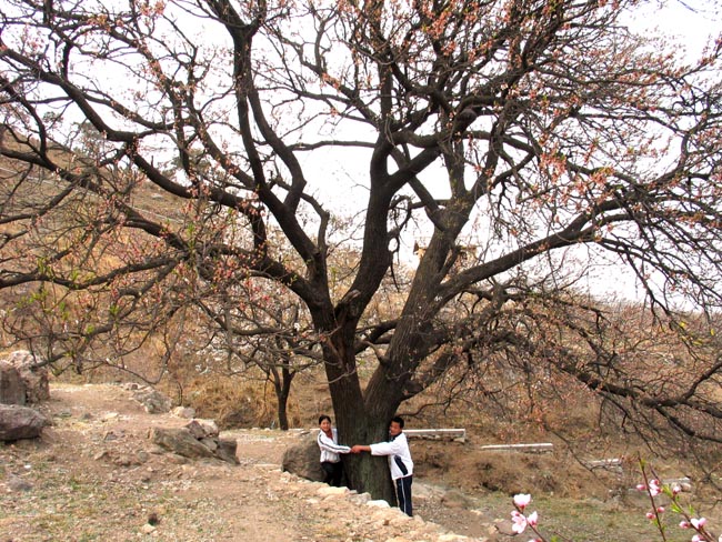 日照龙门崮天气 日照龙门崮天气