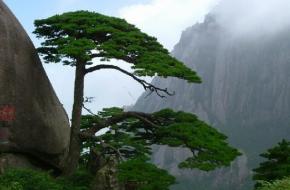 黄山市黄山风景区天气 黄山市黄山风景区天气