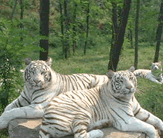 北京八达岭野生动物世界天气 北京八达岭野生动物世界天气