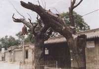 焦作村北遗址天气 焦作村北遗址天气