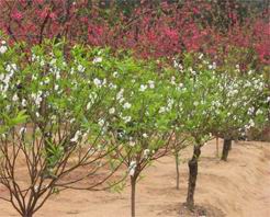 三门峡桃花谷天气 三门峡桃花谷天气