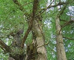 济源千年银杏树天气 济源千年银杏树天气