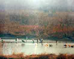 天津团泊自然保护区天气 天津团泊自然保护区天气