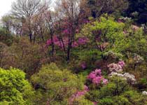 延庆松山森林旅游区天气 延庆松山森林旅游区天气