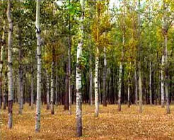 天津港北自然保护区天气 天津港北自然保护区天气