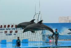 秦皇岛海豚表演馆天气 秦皇岛海豚表演馆天气