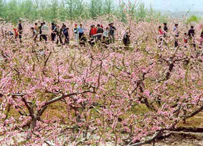 保定万顷桃源农庄民俗文化园天气 保定万顷桃源农庄民俗文化园天气