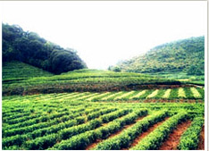 婺源金山生态茶业观光园天气 婺源金山生态茶业观光园天气