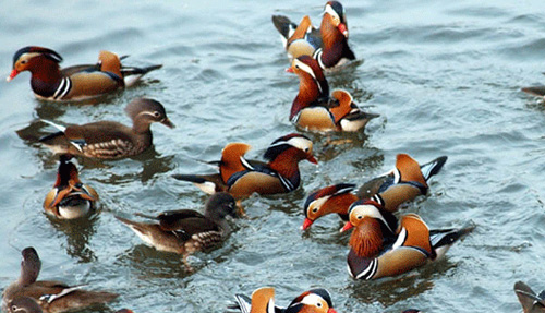 婺源鸳鸯湖天气 婺源鸳鸯湖天气