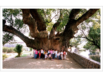 婺源严田古樟民俗园天气 婺源严田古樟民俗园天气