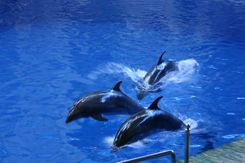 北京海洋馆天气 北京海洋馆天气