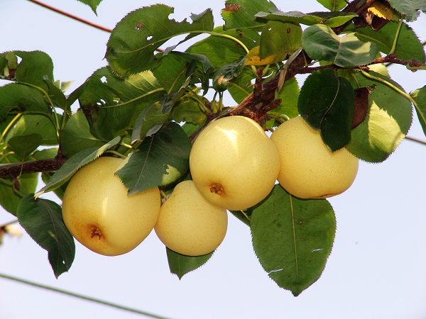 北京金绿园观光采摘园 北京金绿园观光采摘园