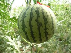 北京庞各庄四季春农艺园天气 北京庞各庄四季春农艺园天气