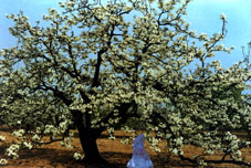 大兴万亩梨花庄园天气 大兴万亩梨花庄园天气