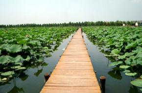 安新白洋淀荷花大观园天气 安新白洋淀荷花大观园天气