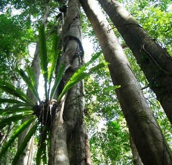 三亚尖峰岭热带雨林天气 三亚尖峰岭热带雨林天气