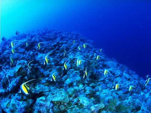 三亚天涯热带海洋动物园天气 三亚天涯热带海洋动物园天气