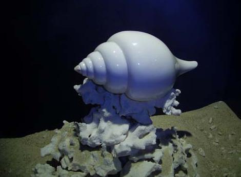 三亚贝壳馆天气 三亚贝壳馆天气