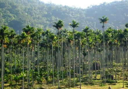 三亚呀诺达热带雨林天气 三亚呀诺达热带雨林天气