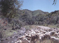 呼伦贝尔托扎敏乡天气 呼伦贝尔托扎敏乡天气