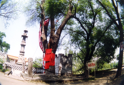 洪洞大槐树天气 洪洞大槐树天气