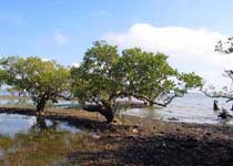 霞山特呈岛天气 霞山特呈岛天气