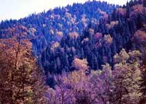 清远金坑林海天气 清远金坑林海天气