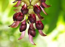 新会公坑禾雀花天气 新会公坑禾雀花天气