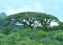 柳州金秀大瑶山天气 柳州金秀大瑶山天气