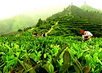 凌云茶山金字塔天气 凌云茶山金字塔天气