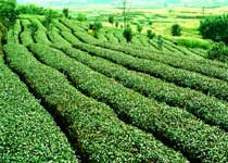 苍梧六堡茶园天气 苍梧六堡茶园天气