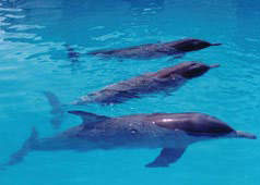 三亚美天涯热带海洋世界天气 三亚美天涯热带海洋世界天气