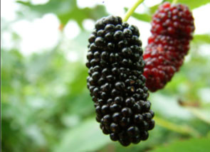 广州宝桑园天气 广州宝桑园天气