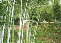 珠海湾仔竹仙洞天气 珠海湾仔竹仙洞天气