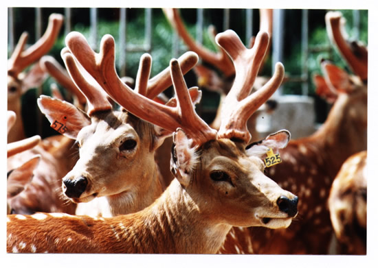 湛江金鹿园天气 湛江金鹿园天气