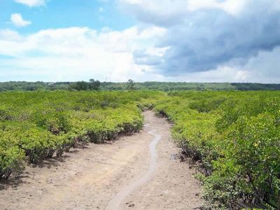 湛江红树林自然保护区天气 湛江红树林自然保护区天气