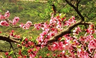 清新县天气 清新县天气
