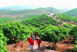 清远柏嘉观光果园天气 清远柏嘉观光果园天气