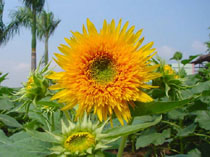 番禺百万葵园天气 番禺百万葵园天气