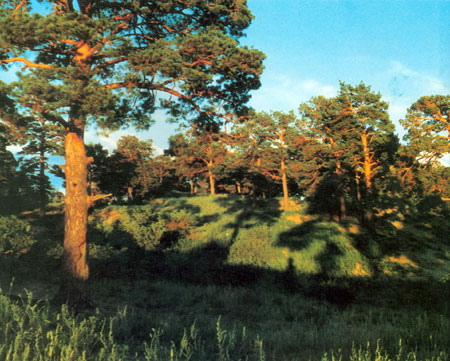 海拉尔国家森林公园天气 海拉尔国家森林公园天气