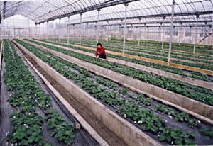 柳州农工商农业观光旅游区天气 柳州农工商农业观光旅游区天气