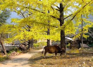 桂林海洋银杏天气 桂林海洋银杏天气