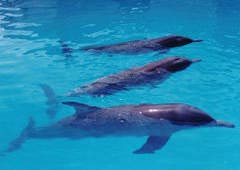 三亚热带海洋动物园天气 三亚热带海洋动物园天气