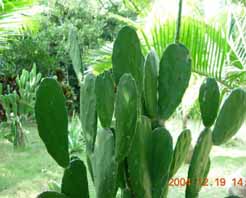 三亚热带雨林广场天气 三亚热带雨林广场天气