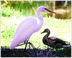 屯昌五指山洪斗坡白鹭乐园天气 屯昌五指山洪斗坡白鹭乐园天气