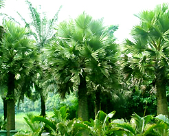 西双版纳勐巴拉王国园林天气 西双版纳勐巴拉王国园林天气