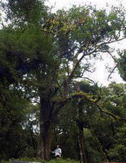 西双版纳古茶王天气 西双版纳古茶王天气