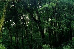 西双版纳自然保护区天气 西双版纳自然保护区天气